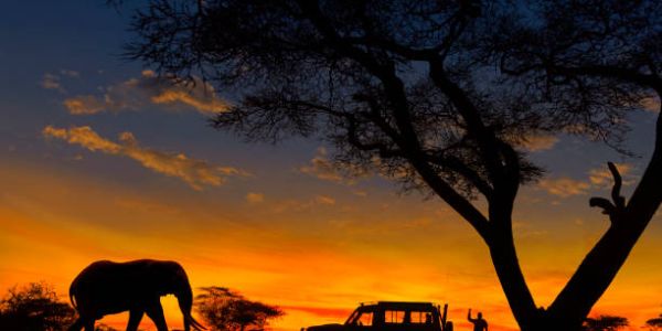 The Mystery Behind Kurinji Flowers of Nilgiri Forest 2 night safari