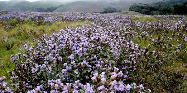 The Mystery Behind Kurinji Flowers of Nilgiri Forest 1 kurinji flowers