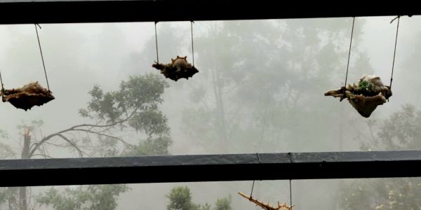 7 Kodaikanal Monsoon Treks: The Ultimate Guide for Adventure Enthusiasts 2 kodaikanal