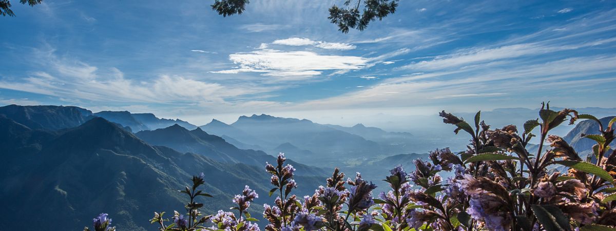 The Mystery Behind Kurinji Flowers Of Nilgiri Forest image2 0d3ccb1b