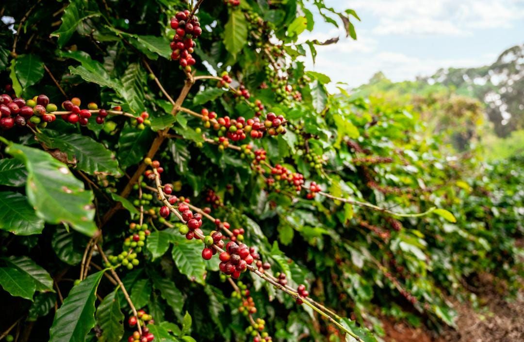 kodaikanal
