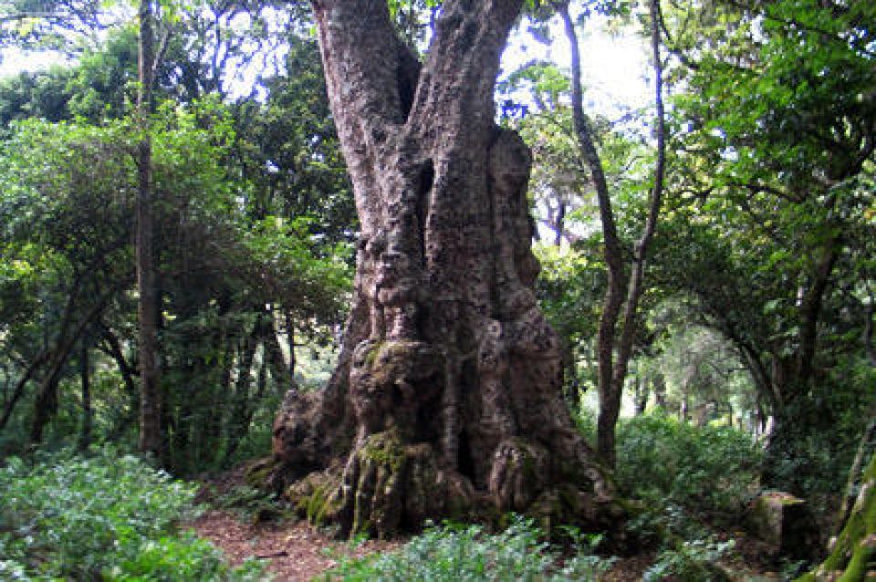Kodaikanal Trekking 500 years old tree 2cd4284f