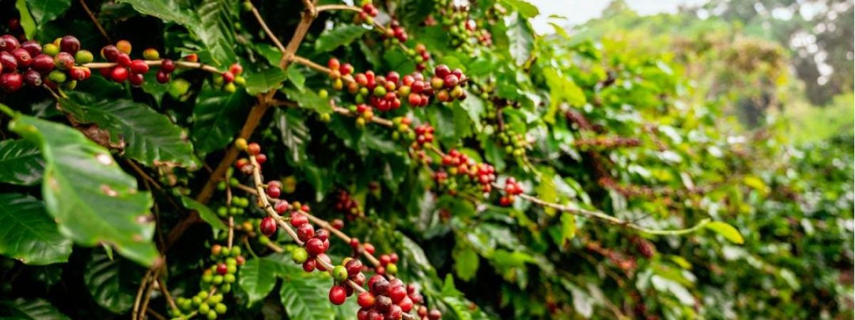 Kodaikanal's Coffee Trail: Visiting Plantations and Tasting the Best Brews 1 kodaikanal
