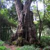 Kodaikanal Trekking 500 years old tree 3b07edc6