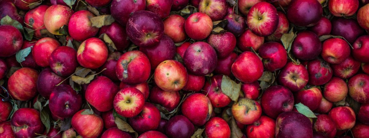 Kodaikanal: A Hub of Fruit Orchards sydney rae 5TGspSCIdw unsplash scaled 43912fc9