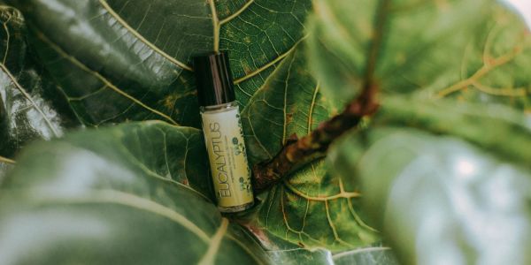 The Mystery Behind Kurinji Flowers of Nilgiri Forest pexels laryssa suaid 3616981 scaled 4bad3504