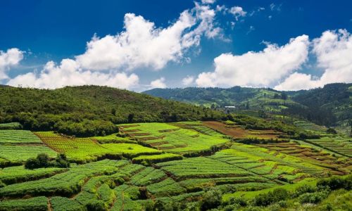 ooty