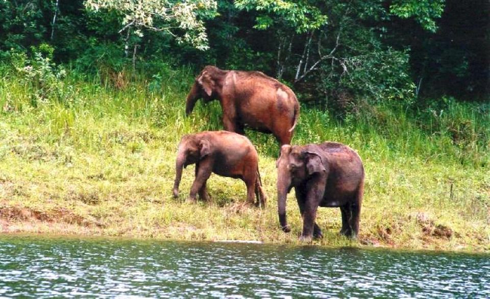 Palani Murugan Temple - Kodaikanal wildlife sanctuaries with elephants 547adc03