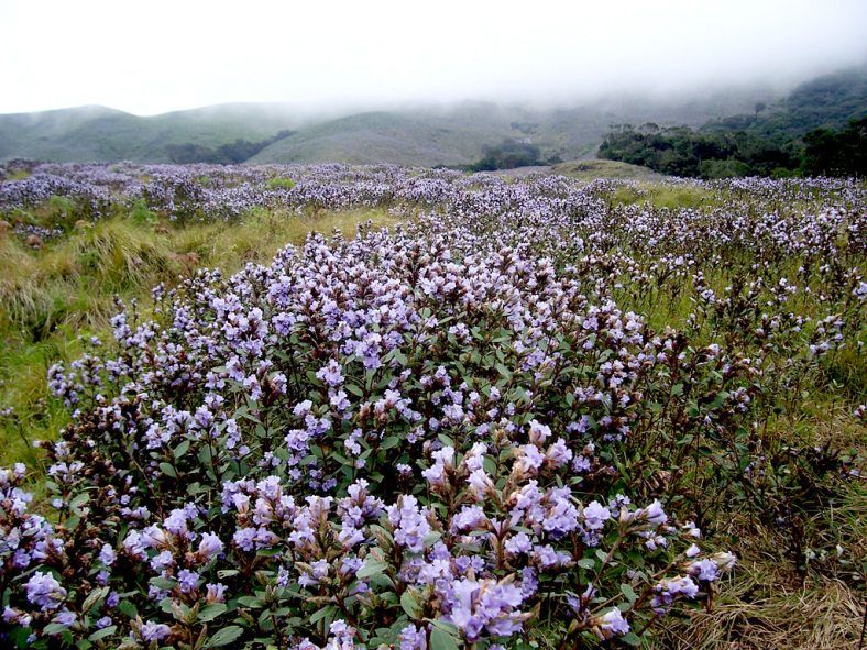 kurinji flowers