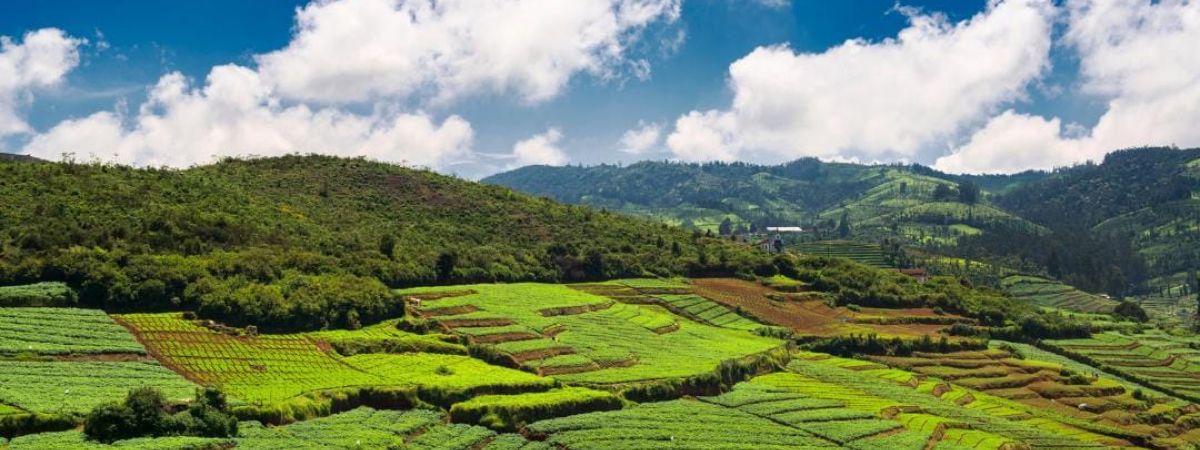 ooty