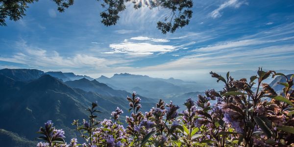 Kodaikanal+Munnar Complete Travel Plan! image2 a8d898e6