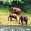 Palani Murugan Temple - Kodaikanal wildlife sanctuaries with elephants a99b73a4