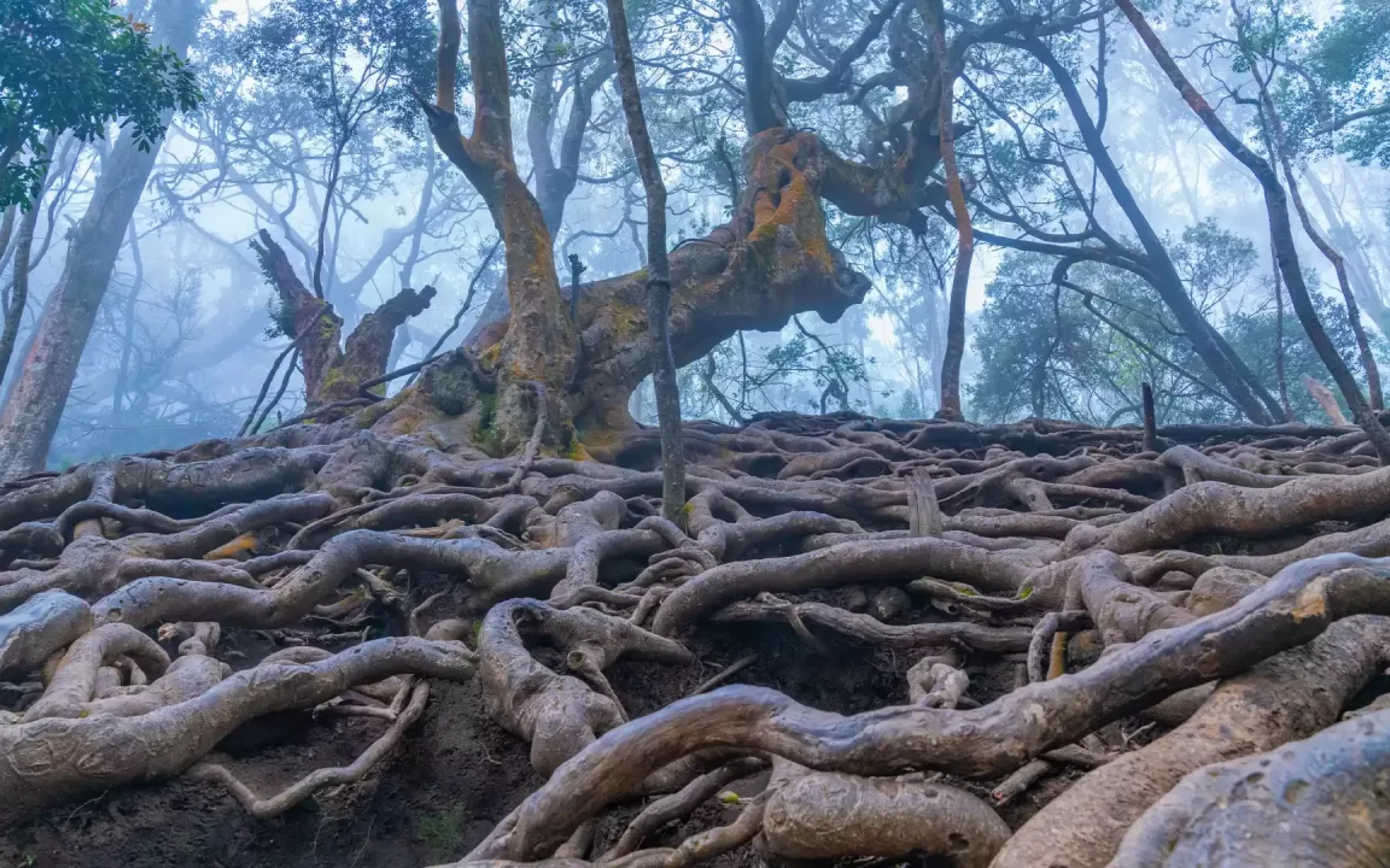 Kodaikanal Tours & Guides 39 Kodaikanal Tours & Guides guna caves kodaikanal 1 ab040e06