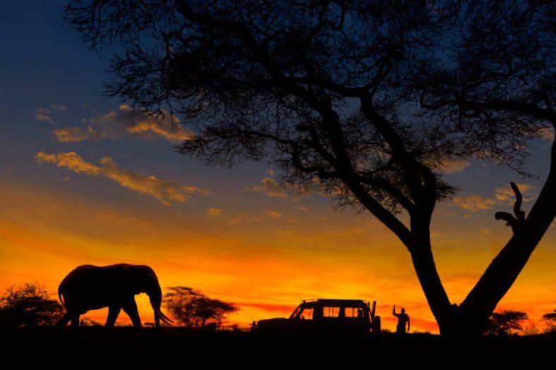 night safari