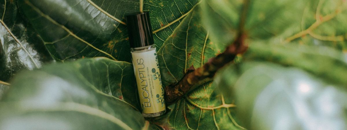 The Secret Behind The Purest Eucalyptus Oil Production In Kodaikanal pexels laryssa suaid 3616981 scaled ba4ac2b2