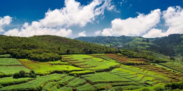 ooty