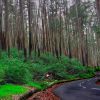 Kodaikanal - Village Eco Tour pine tree forest kodaikanal 20180425211948 f3543777