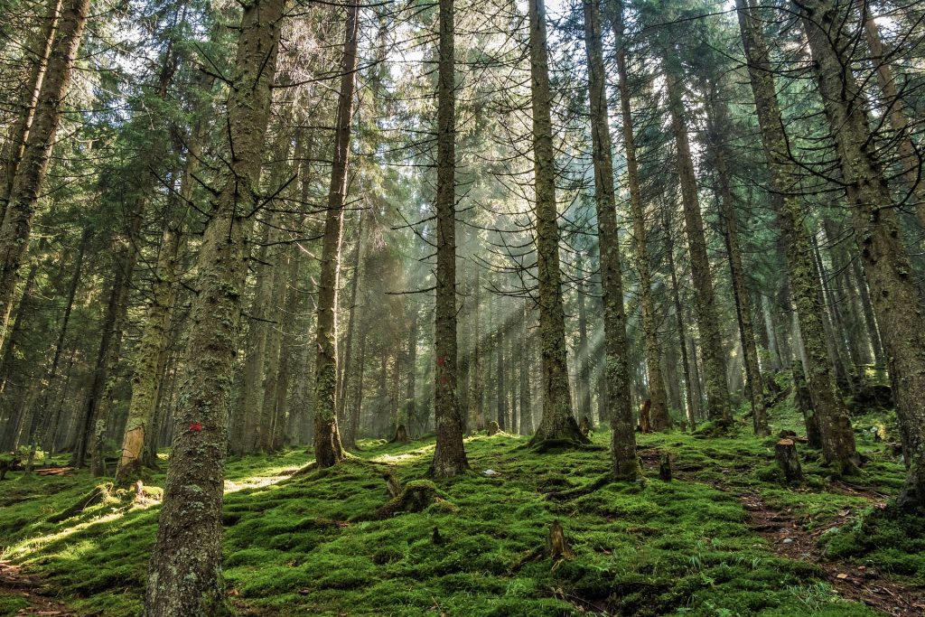 kodaikanal forest