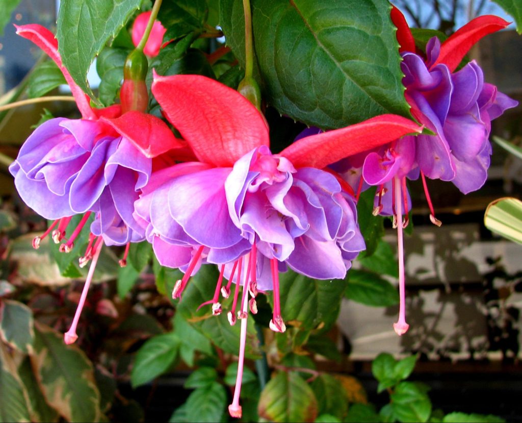 kurinji flowers