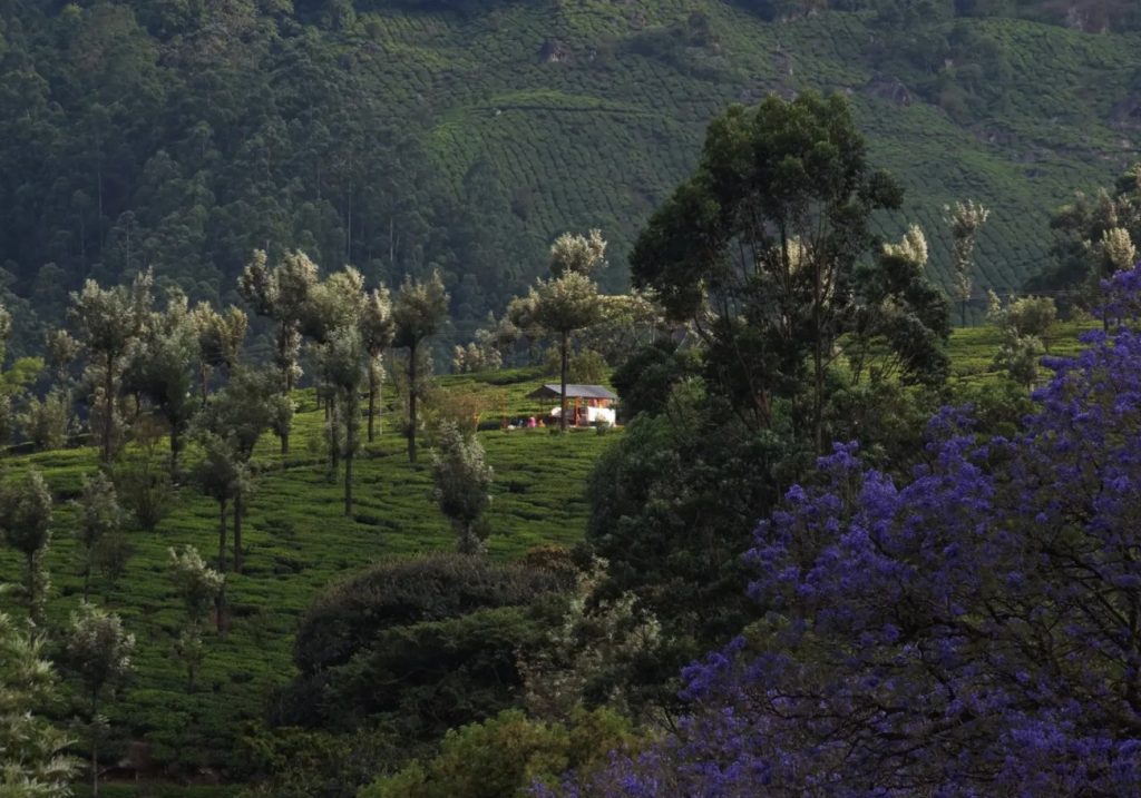 munnar