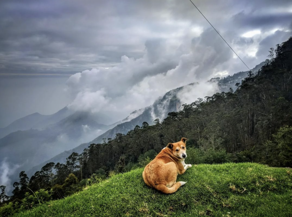 palani hills