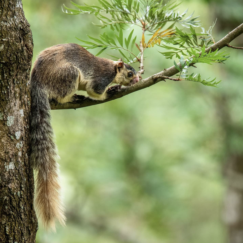 Giant Squirrel 