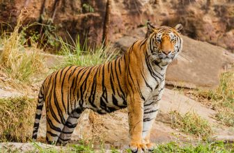 Blog Grid 11 palani wildlife sanctuary