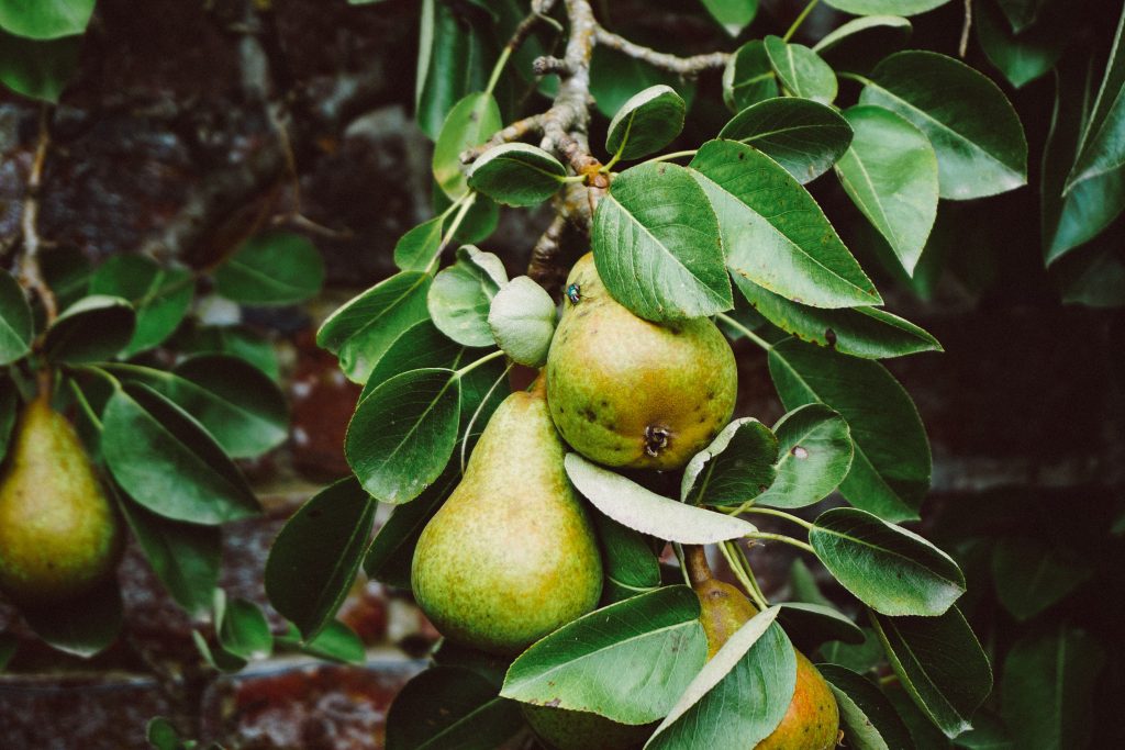  fruit orchards  pear