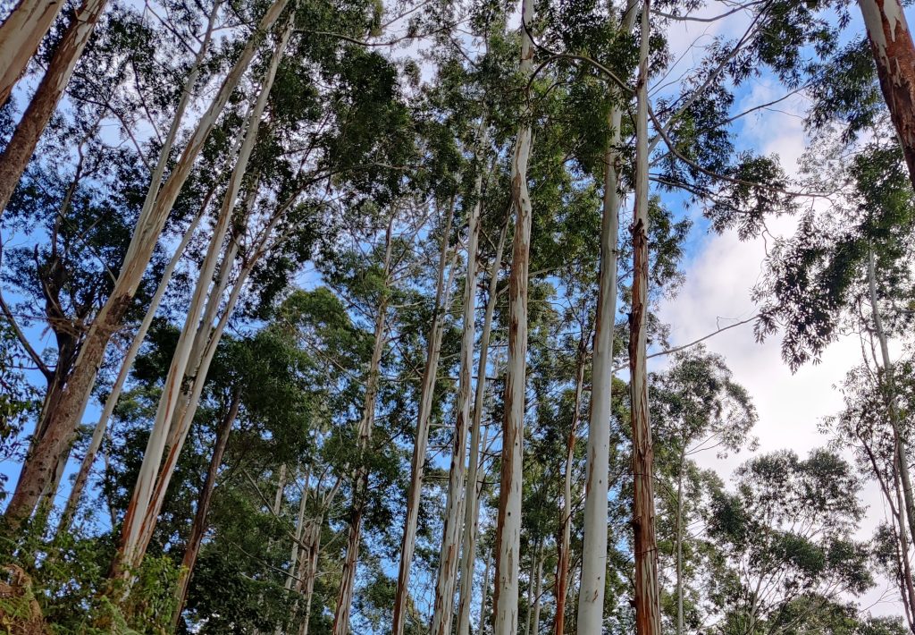 The Secret Behind The Purest Eucalyptus Oil Production In Kodaikanal eucalyptus forest