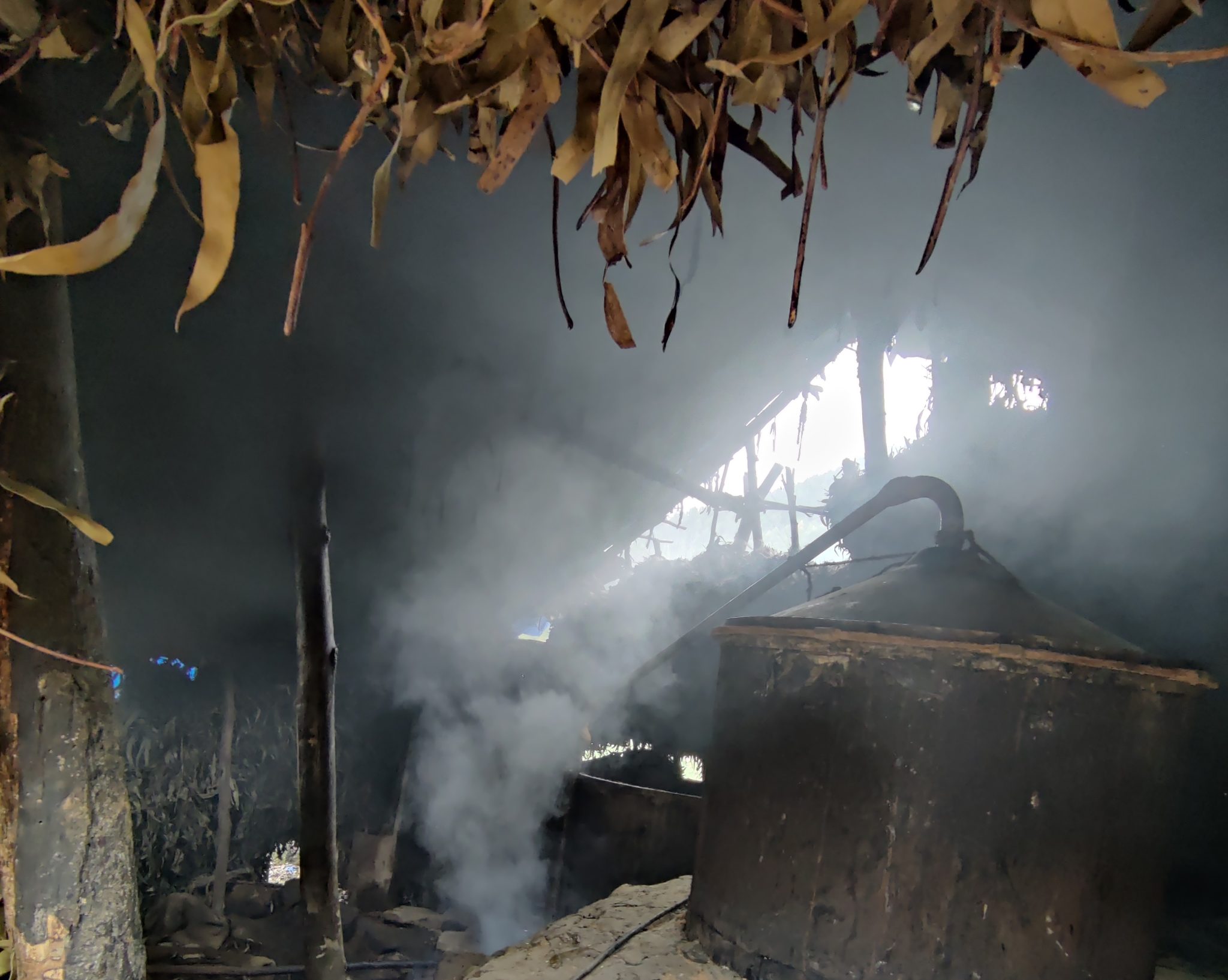 The Secret Behind The Purest Eucalyptus Oil Production In Kodaikanal