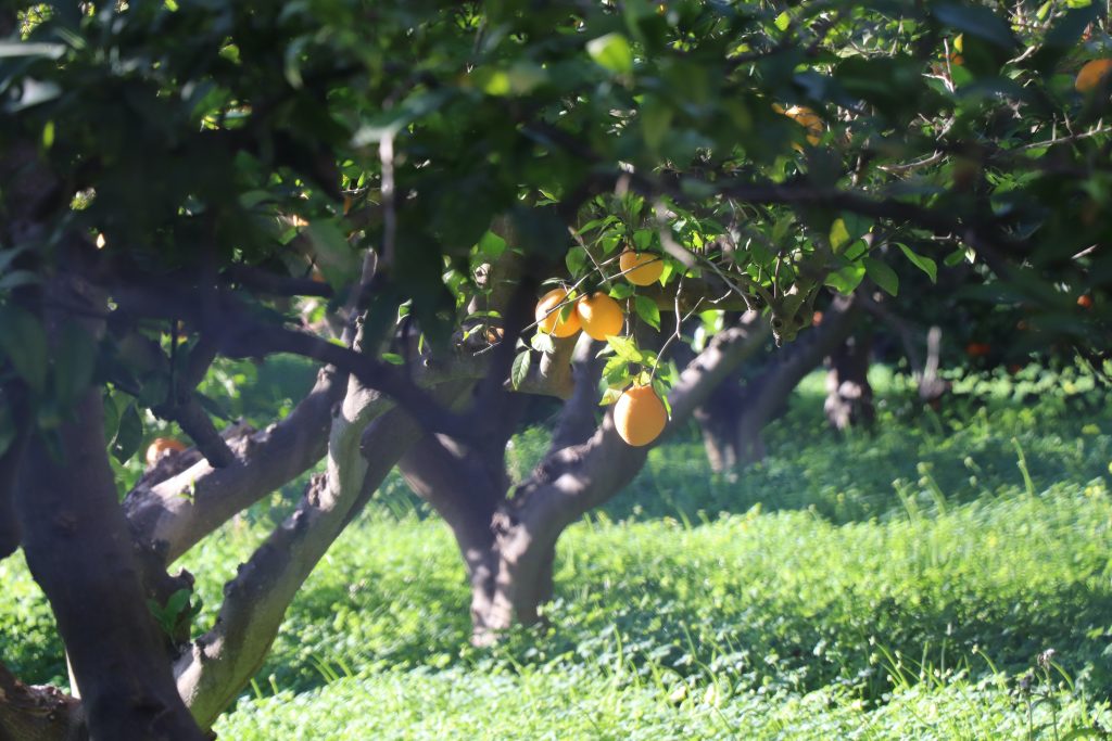  fruit orchards 
