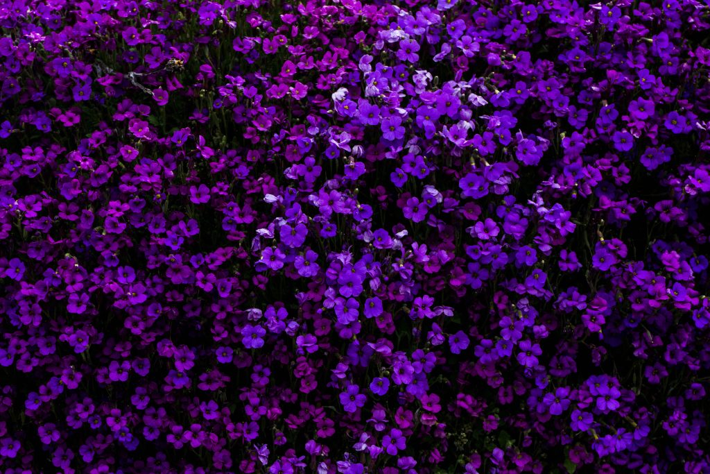 purple flowers