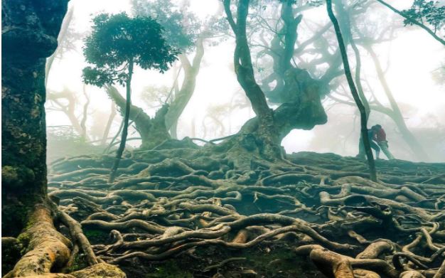 Kodaikanal Night Safari: Experiencing Wildlife in DARK 9 night safari