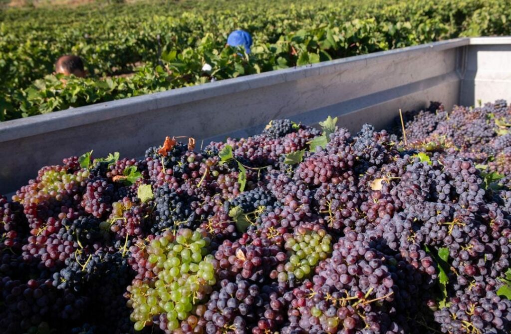 grapes in a truck