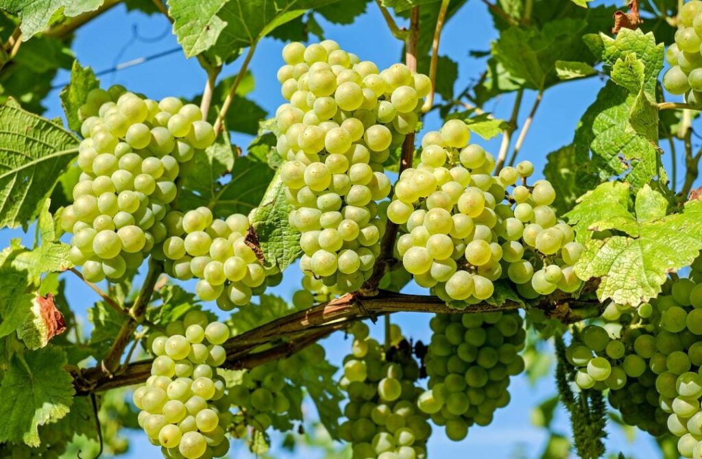 grapes