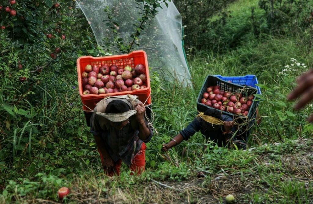 fruit collecting by local farmers