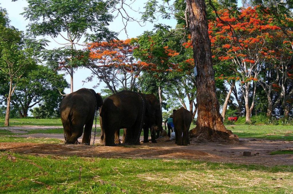 herd of elephants: coorg