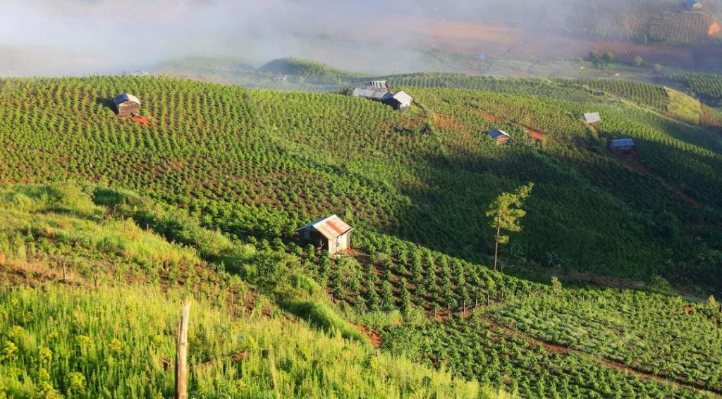 Kodaikanal's Coffee plantations