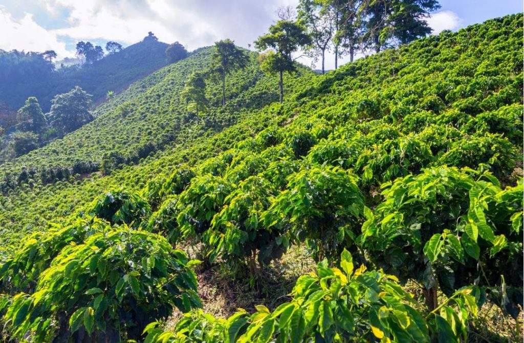 Kodaikanal's Coffee plantation scenary