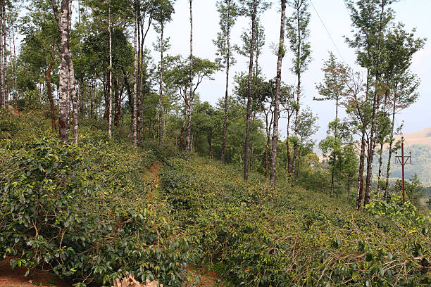 Kodaikanal's Coffee plantations