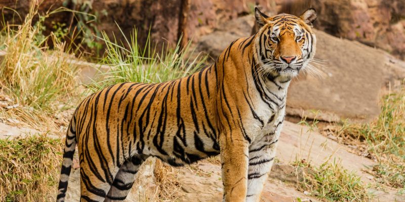 Kodaikanal Tours & Guides 24 Full Guide To Palani Hills Wildlife Sanctuary & National Park