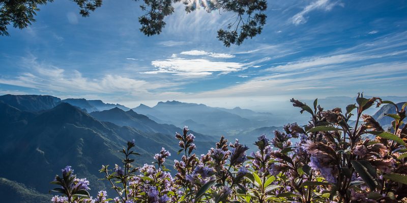 Kodaikanal Tours & Guides 28 The Mystery Behind Kurinji Flowers Of Nilgiri Forest