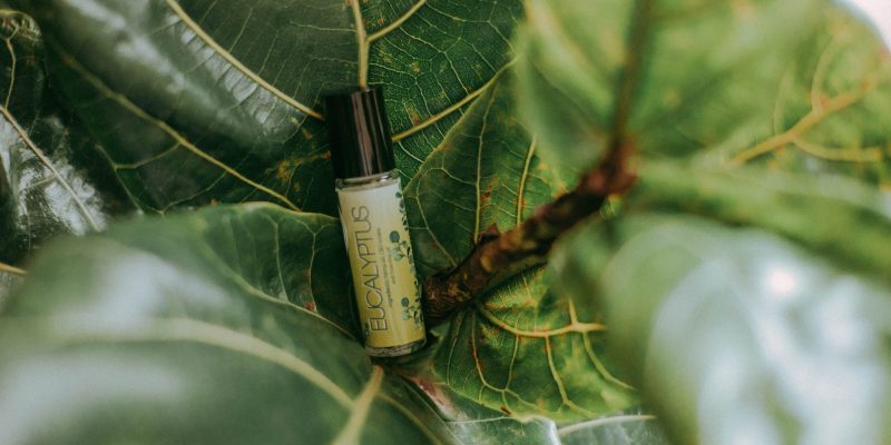 Kodaikanal Tours & Guides 28 The Secret Behind The Purest Eucalyptus Oil Production In Kodaikanal